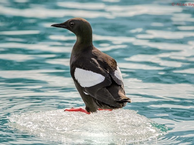 Black Guillemot