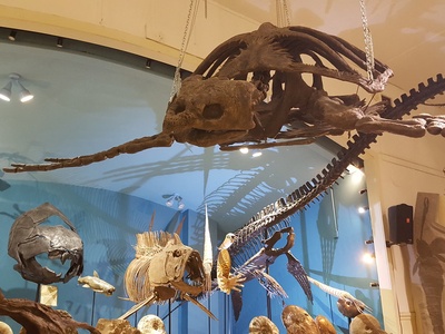 Black Hills Institute