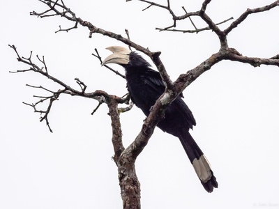Black Hornbill