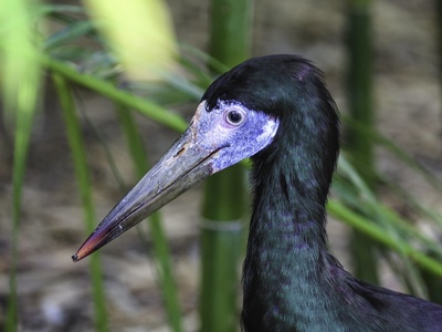 Black stork
