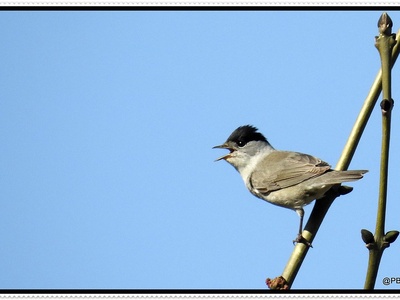 Blackcap
