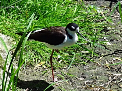 Black‑winged stilt