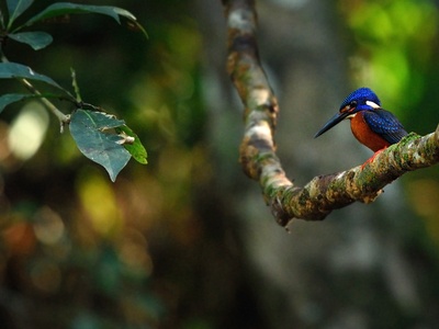 Blue-eared Kingfisher