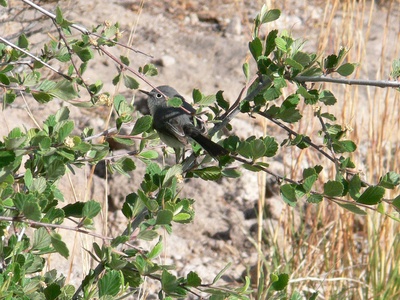 Blue-gray Gnatcatcher