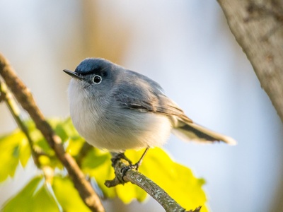 Blue-gray Gnatcatcher