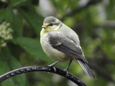 Blue Tit