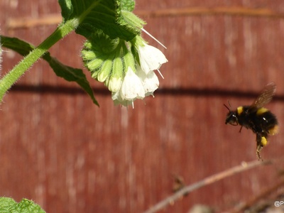 Bombus terrestris queen