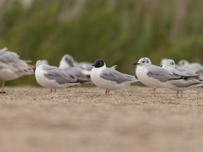 Bonaparte's Gull