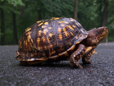 Box turtle