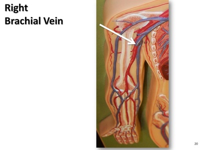Brachial vein