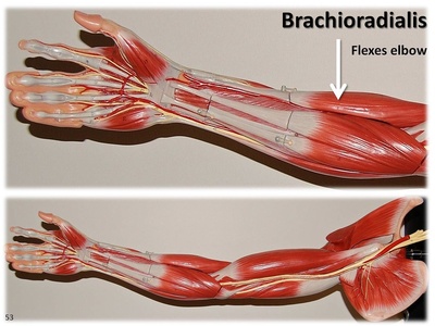 Brachioradialis