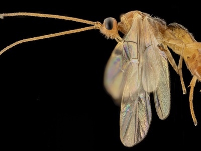 Braconid wasp