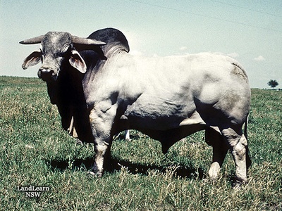 Brahman (cattle breed)
