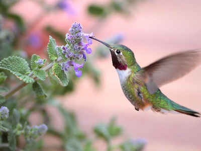Broad-tailed Hummingbird