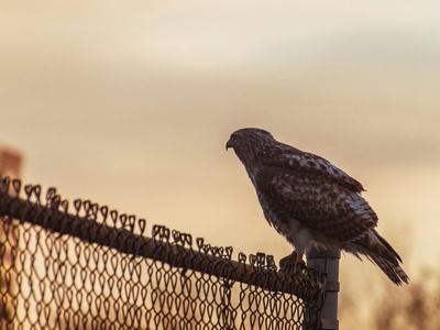 Broad-winged Hawk