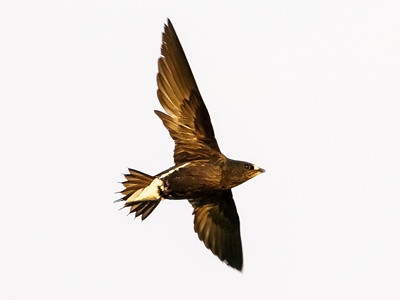 Brown-backed Needletail