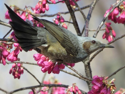Brown-eared Bulbul