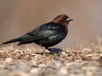 Brown-headed Cowbird