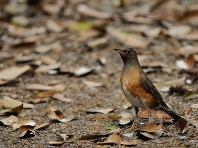 Brown-headed Thrush