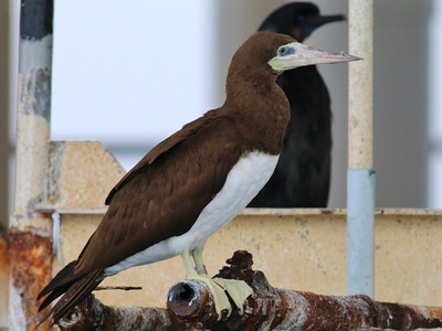 Brown Booby