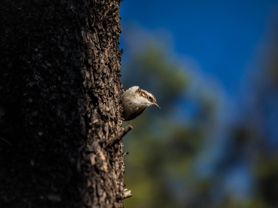 Brown Creeper