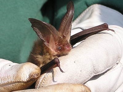 Brown long‑eared bat