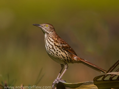 Brown Thrasher