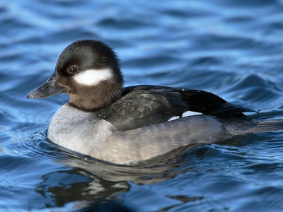 Bufflehead