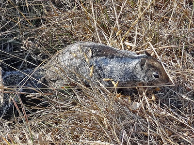 California ground squirrel