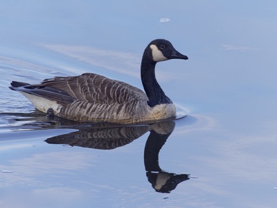 Canada Goose
