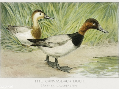 Canvasback