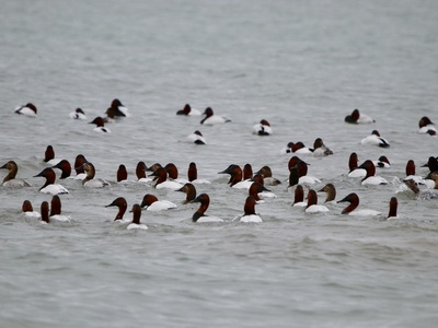 Canvasback