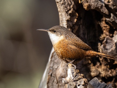 Canyon Wren