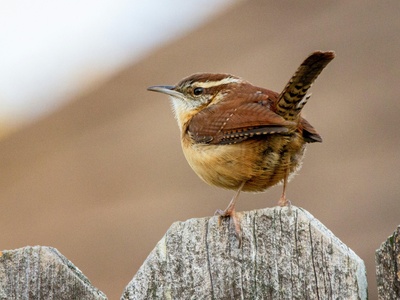 Carolina Wren