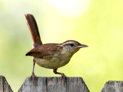 Carolina Wren