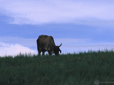 Cattle (livestock heads)