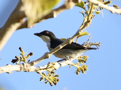 Cebu flowerpecker
