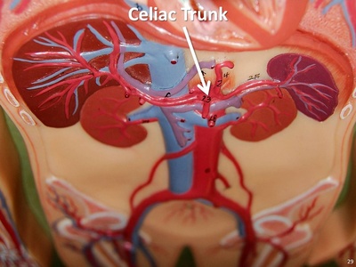 Celiac trunk