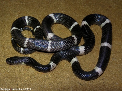 Ceylon krait