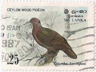 Ceylon wood pigeon
