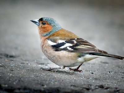 Chaffinch