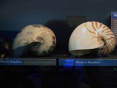 Chambered nautilus