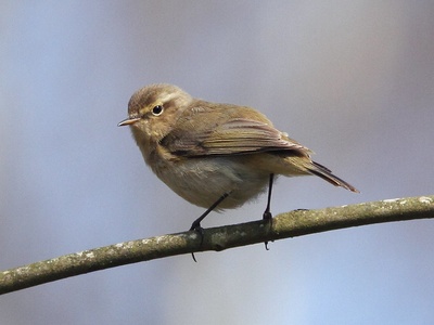 Chiffchaff