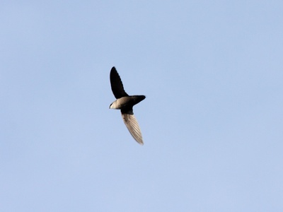Chimney Swift