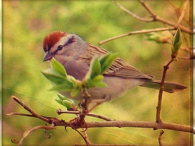Chipping Sparrow