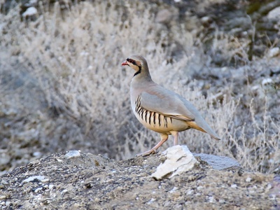 Chukar