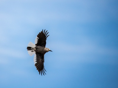 Clark's Nutcracker