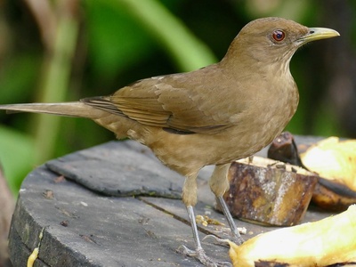 Clay-colored Thrush