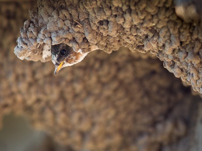 Cliff Swallow