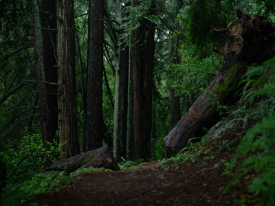Coast redwood